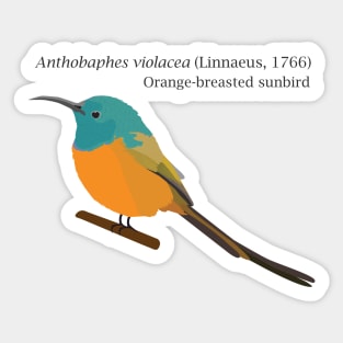 Orange-breasted sunbird Sticker